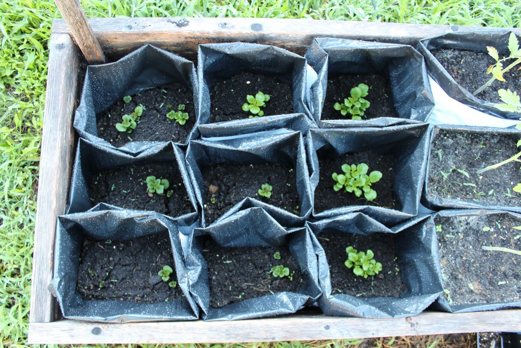 Heirloom organic potatoes